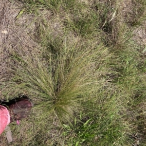 Nassella trichotoma at Mount Majura - 11 Feb 2024