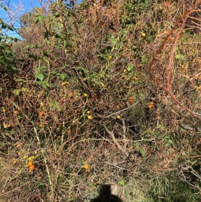 Rosa rubiginosa (Sweet Briar, Eglantine) at The Fair, Watson - 11 Feb 2024 by waltraud