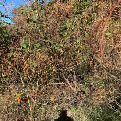 Rosa rubiginosa (Sweet Briar, Eglantine) at Mount Majura - 11 Feb 2024 by waltraud