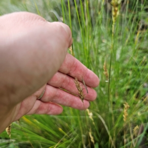 Mutusca brevicornis at QPRC LGA - 12 Feb 2024