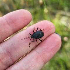 Notius depressus (Shield bug) at QPRC LGA - 12 Feb 2024 by Csteele4