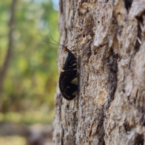 Porismus strigatus at QPRC LGA - suppressed