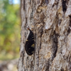 Porismus strigatus at QPRC LGA - suppressed