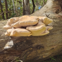 Laetiporus portentosus (White Punk) at Tallaganda State Forest - 12 Feb 2024 by Csteele4