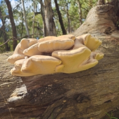 Laetiporus portentosus at Tallaganda State Forest - 12 Feb 2024