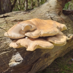 Laetiporus portentosus at Tallaganda State Forest - 12 Feb 2024