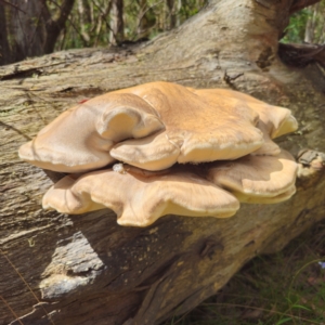 Laetiporus portentosus at Tallaganda State Forest - 12 Feb 2024