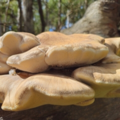 Laetiporus portentosus at Tallaganda State Forest - 12 Feb 2024