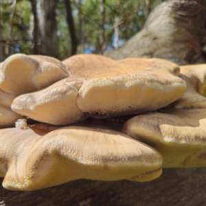 Laetiporus portentosus at Tallaganda State Forest - 12 Feb 2024