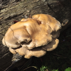 Laetiporus portentosus at Tallaganda State Forest - suppressed