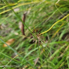 Oreomyrrhis eriopoda (Australian Carraway) at QPRC LGA - 12 Feb 2024 by Csteele4