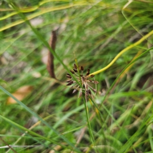 Oreomyrrhis eriopoda at QPRC LGA - 12 Feb 2024