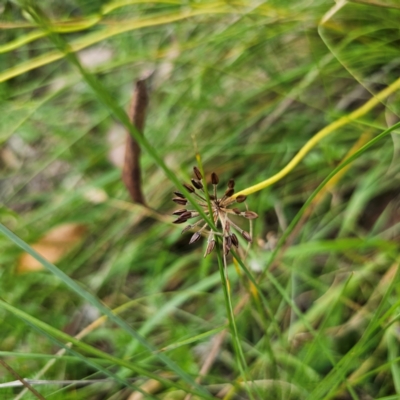 Oreomyrrhis eriopoda (Australian Carraway) at Captains Flat, NSW - 12 Feb 2024 by Csteele4