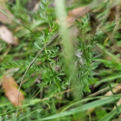 Oreomyrrhis eriopoda at QPRC LGA - 12 Feb 2024