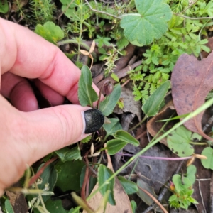 Viola betonicifolia at QPRC LGA - 12 Feb 2024