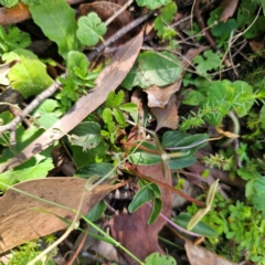 Viola betonicifolia at QPRC LGA - suppressed