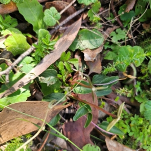 Viola betonicifolia at QPRC LGA - 12 Feb 2024