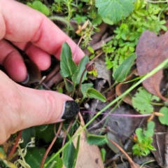 Viola betonicifolia at QPRC LGA - 12 Feb 2024