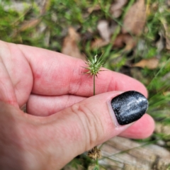 Echinopogon ovatus (Forest Hedgehog Grass) at QPRC LGA - 12 Feb 2024 by Csteele4