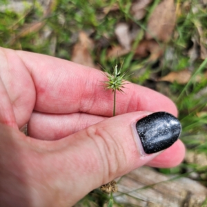 Echinopogon ovatus at QPRC LGA - 12 Feb 2024