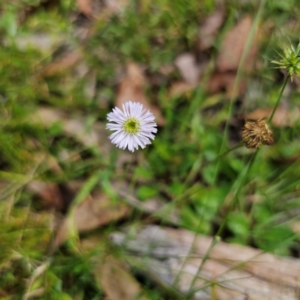 Lagenophora stipitata at QPRC LGA - 12 Feb 2024