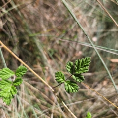 Rubus parvifolius at QPRC LGA - 12 Feb 2024