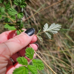 Rubus parvifolius at QPRC LGA - 12 Feb 2024