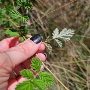 Rubus parvifolius at QPRC LGA - 12 Feb 2024