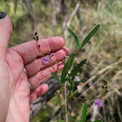 Glycine clandestina (Twining Glycine) at QPRC LGA - 12 Feb 2024 by Csteele4