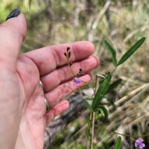 Glycine clandestina at QPRC LGA - 12 Feb 2024