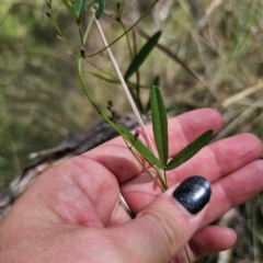 Glycine clandestina at QPRC LGA - 12 Feb 2024 03:23 PM