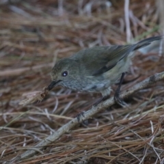 Acanthiza pusilla (Brown Thornbill) at Block 402 - 12 Feb 2024 by RodDeb