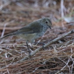 Acanthiza pusilla at Denman Prospect 2 Estate Deferred Area (Block 12) - 12 Feb 2024 11:55 AM