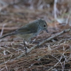 Acanthiza pusilla at Denman Prospect 2 Estate Deferred Area (Block 12) - 12 Feb 2024