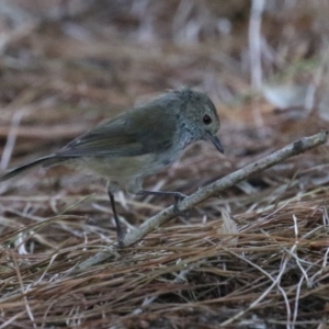 Acanthiza pusilla at Denman Prospect 2 Estate Deferred Area (Block 12) - 12 Feb 2024