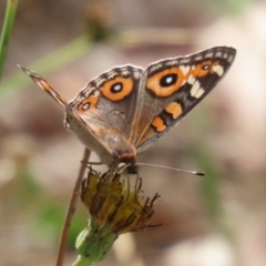 Junonia villida (Meadow Argus) at Denman Prospect, ACT - 12 Feb 2024 by RodDeb