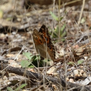 Junonia villida at Denman Prospect 2 Estate Deferred Area (Block 12) - 12 Feb 2024