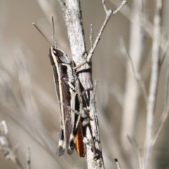 Macrotona australis (Common Macrotona Grasshopper) at Block 402 - 12 Feb 2024 by RodDeb