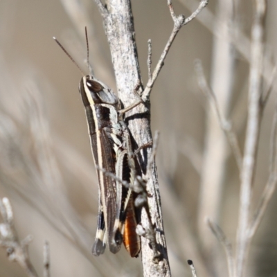 Macrotona australis (Common Macrotona Grasshopper) at Piney Ridge - 12 Feb 2024 by RodDeb