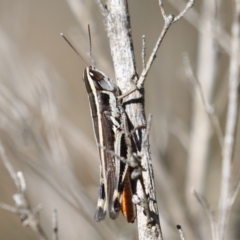 Macrotona australis at Block 402 - 12 Feb 2024