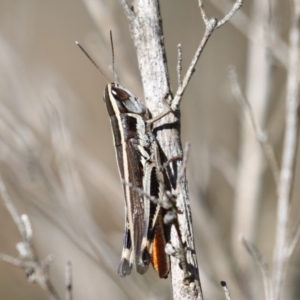 Macrotona australis at Bluetts Block (402, 403, 12, 11) - 12 Feb 2024