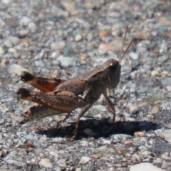 Phaulacridium vittatum (Wingless Grasshopper) at Piney Ridge - 12 Feb 2024 by RodDeb