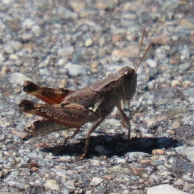 Phaulacridium vittatum (Wingless Grasshopper) at Bluetts Block Area - 12 Feb 2024 by RodDeb