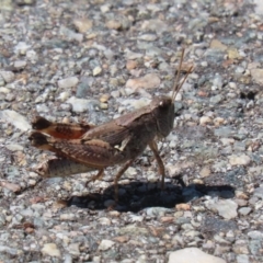 Phaulacridium vittatum at Block 402 - 12 Feb 2024