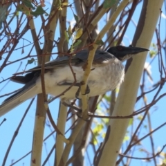 Philemon corniculatus (Noisy Friarbird) at Piney Ridge - 12 Feb 2024 by RodDeb