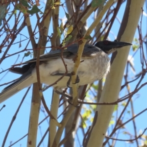 Philemon corniculatus at Bluetts Block (402, 403, 12, 11) - 12 Feb 2024