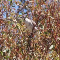 Philemon corniculatus at Bluetts Block (402, 403, 12, 11) - 12 Feb 2024