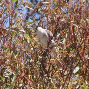 Philemon corniculatus at Block 402 - 12 Feb 2024