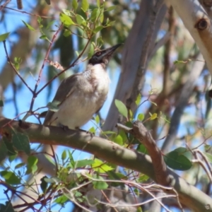 Philemon corniculatus at Bluetts Block (402, 403, 12, 11) - 12 Feb 2024