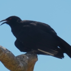 Corcorax melanorhamphos (White-winged Chough) at Block 402 - 12 Feb 2024 by RodDeb